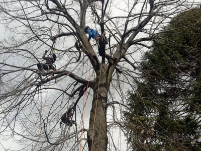 Tree climbing