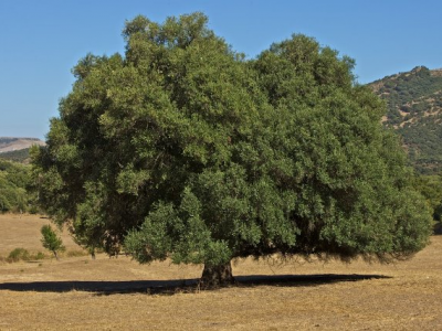 Veteran trees