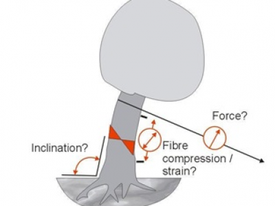 La prova di trazione o Pulling Test 