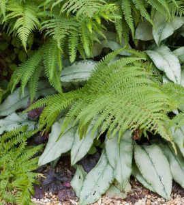 Shade gardens