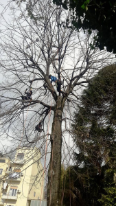 Tree climbing