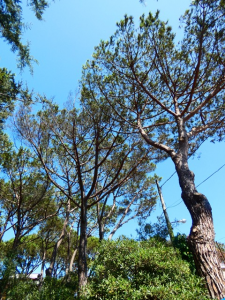 Lotta alla Cocciniglia tartaruga del pino