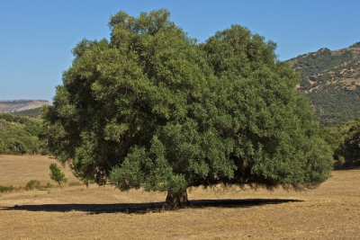 Veteran trees