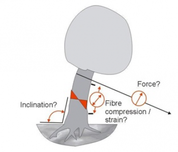 La prova di trazione o Pulling Test 