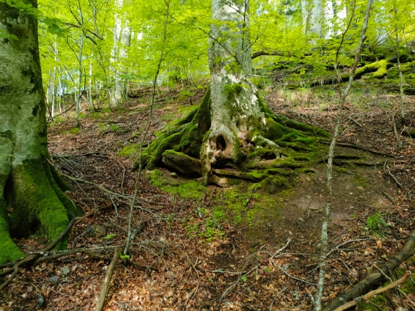 Verifica strumentale degli apparati radicali con il Root Detector 2