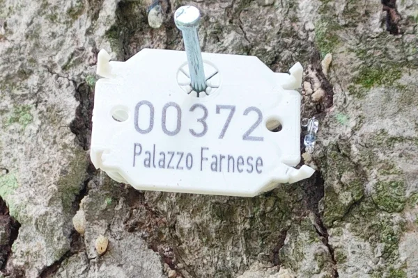 Censimenti arborei 1