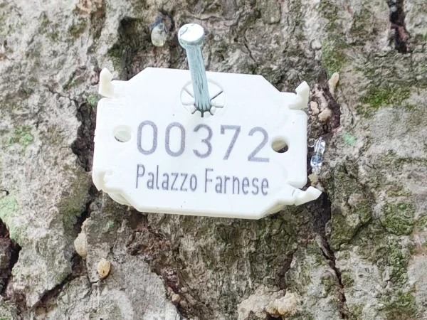 Censimenti arborei 1